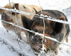 Love in a cold climate