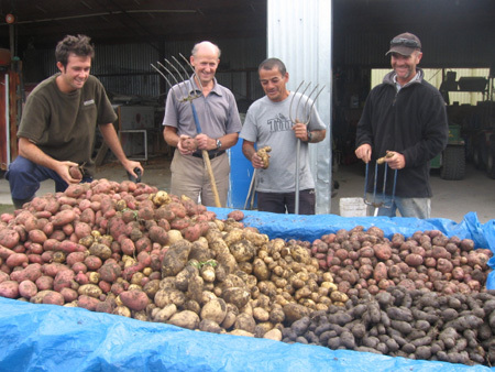 Potato Harvest