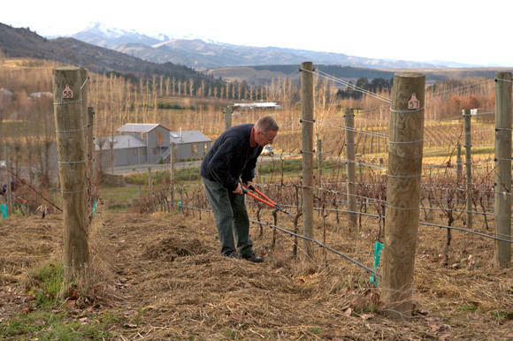 Pruning at Alex Paddock