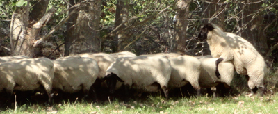 Ram fun