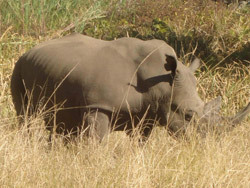 Rhino