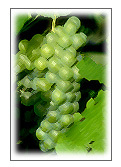 Riesling grapes