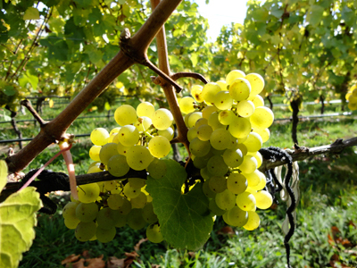 Riesling