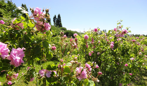 Roses