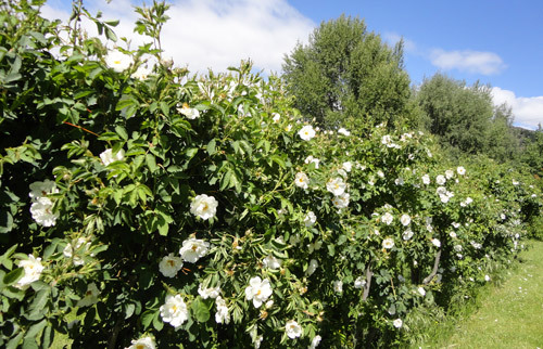 Roses