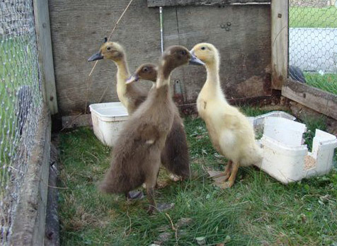 Runner Ducks
