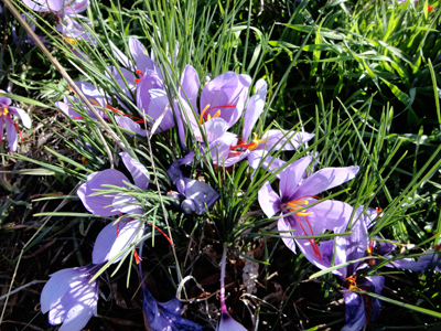 Saffron
