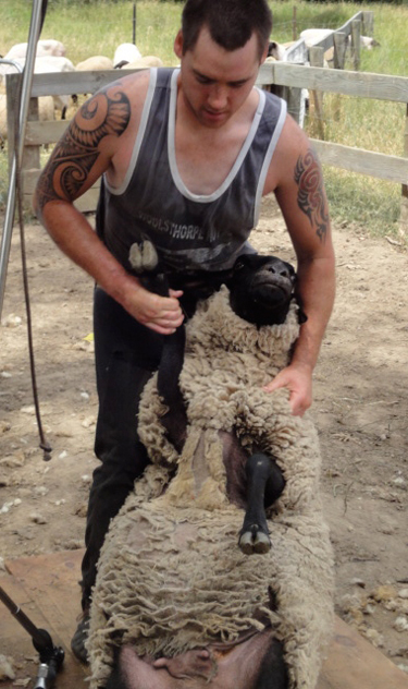 Catch a sheep