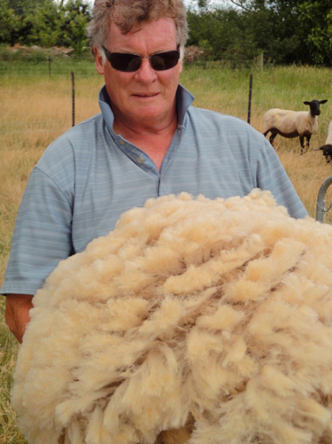 Wool to market