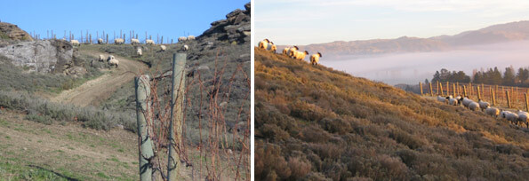 Sheep holiday