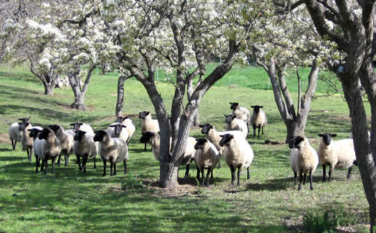 sheep