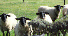 Sheep