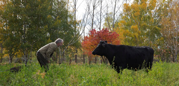 Talking to cows