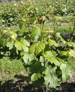 Before thinning