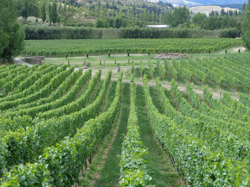 Trimmed vines