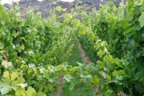Untrimmed vines
