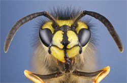 Wasp