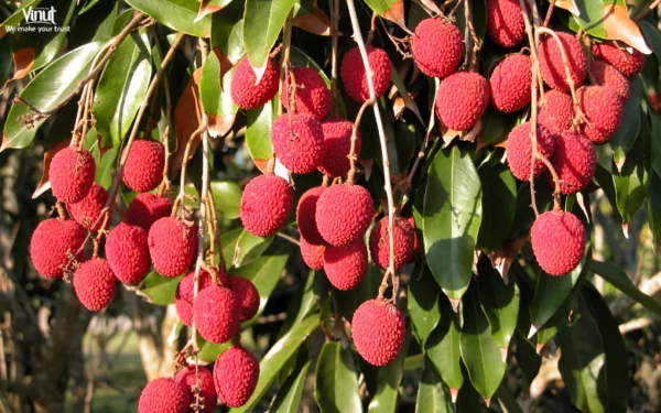 VINUT_Lychees: A Sweet and Fragrant Delight VINUT_Lychees: A Sweet and Fragrant Delight