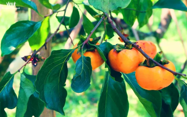 VINUT_Persimmon VINUT_Persimmon