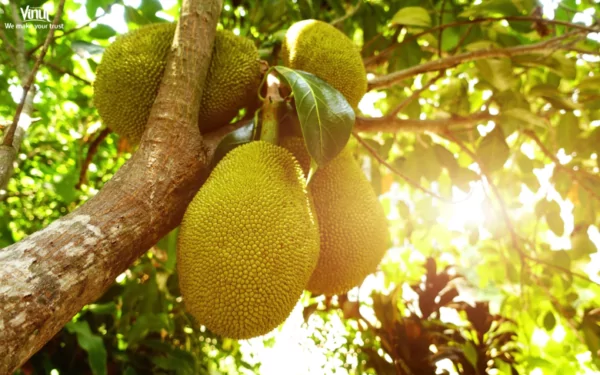 VINUT_Jackfruit: The Largest Tree-Borne Fruit VINUT_Jackfruit: The Largest Tree-Borne Fruit