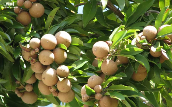 VINUT_Sapodilla VINUT_Sapodilla