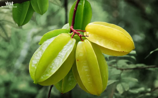VINUT_Star Fruit VINUT_Star Fruit