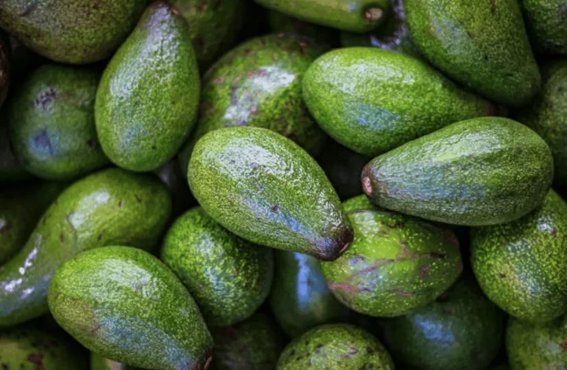 Avocado Avocado