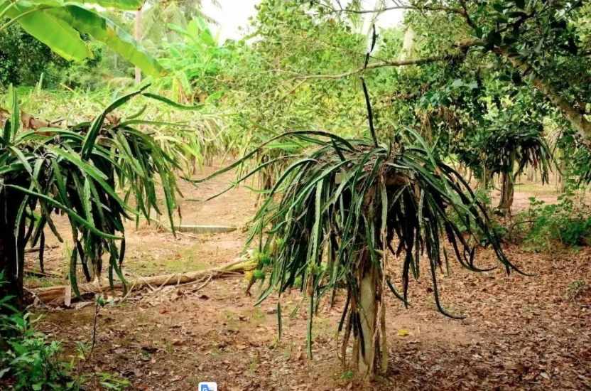 Dragon fruit farm in Vietnam Dragon fruit farm in Vietnam