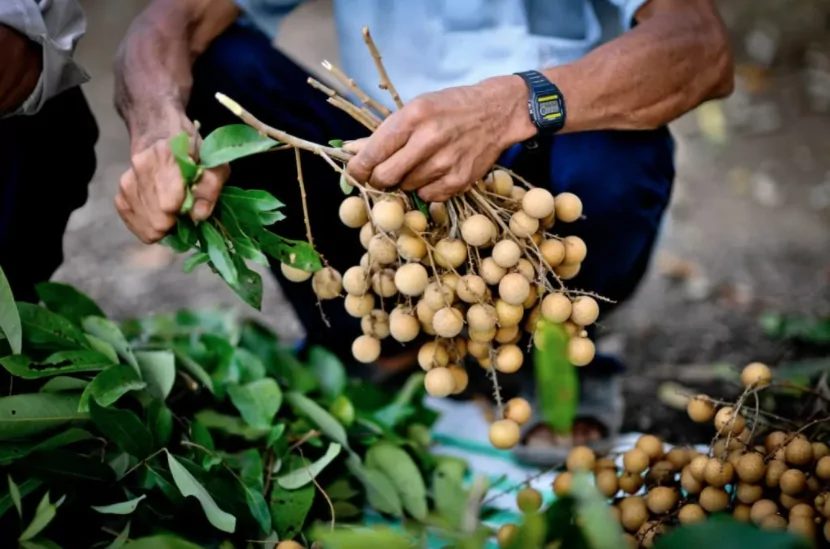 Farmer harvesting longan fruits in Vietman Farmer harvesting longan fruits in Vietman
