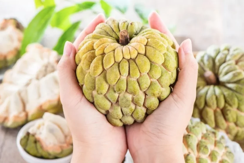 Fresh Custard Apple or Sweetsop in the hands Fresh Custard Apple or Sweetsop in the hands