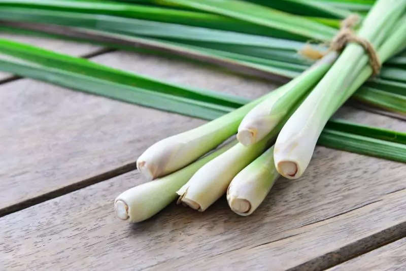 Fresh lemongrass