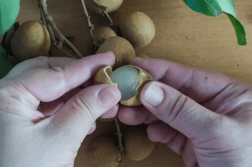 Hands are peeled longan fruit Hands are peeled longan fruit