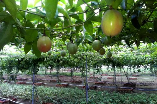 It is easy to find passion fruit everywhere It is easy to find passion fruit everywhere