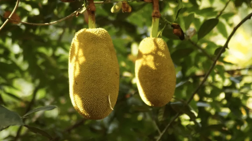 Jackfruit Jackfruit