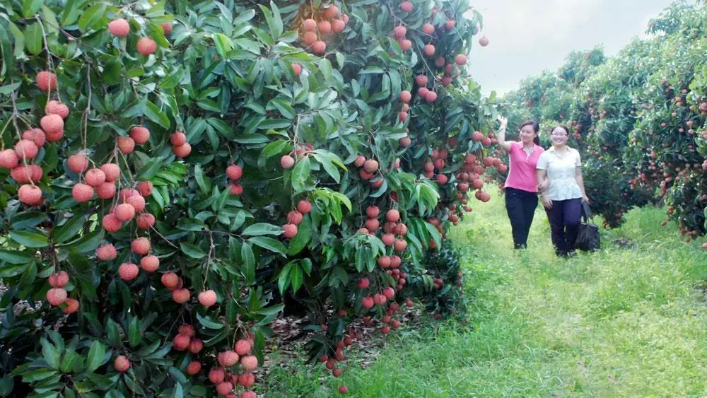 Lychee farm Bac Giang Lychee farm