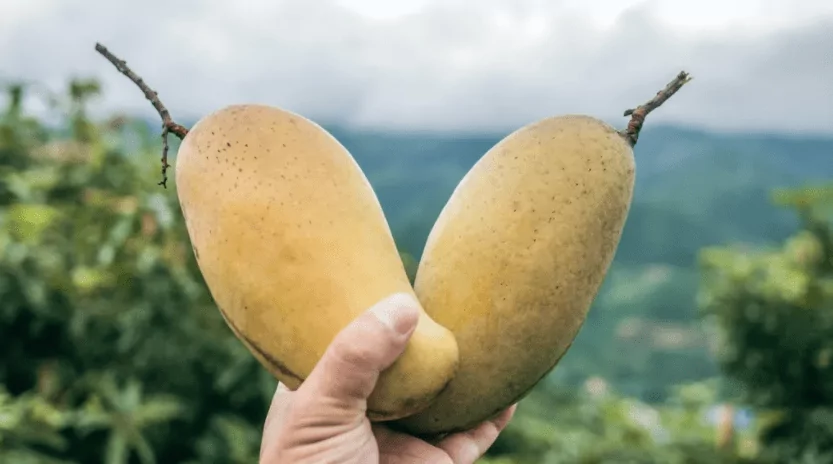 Mangos Mangos