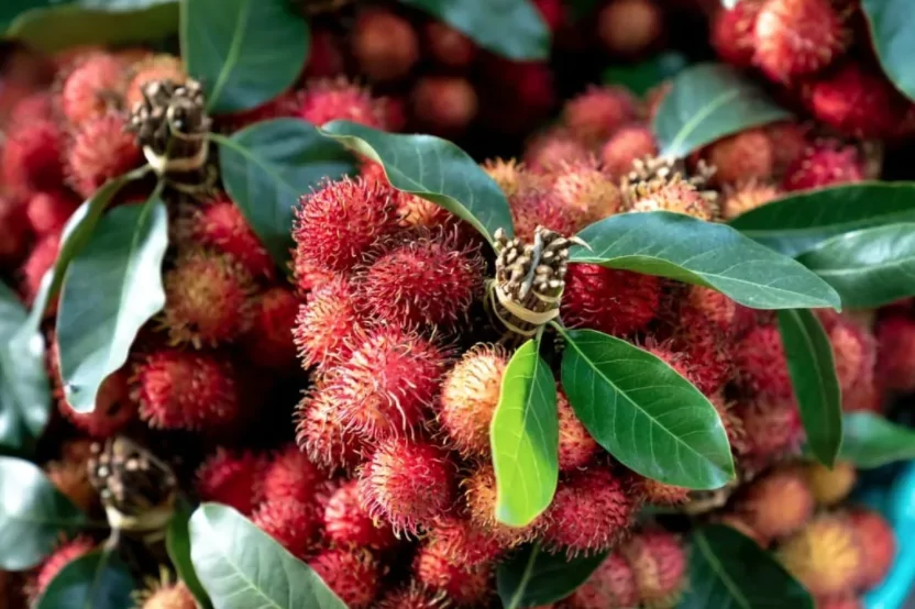Rambutan Rambutan