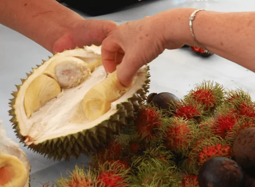 The durian is commonly referred to as the The King of Fruits, the Mangosteen is the Queen and the Rambutan is the Concubine! The durian is commonly referred to as the The King of Fruits the Mangosteen is the Queen and the Rambutan is the Concubine
