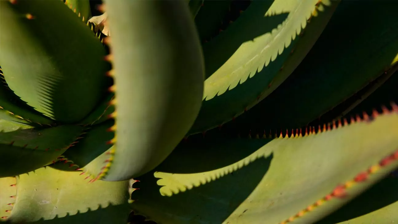 aloe vera closeup edited original1296x728 header