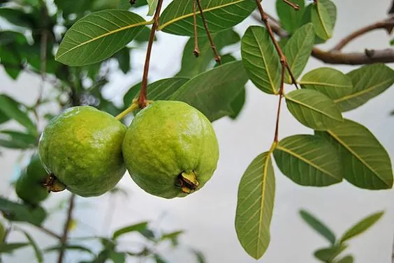 Guava Tree Guava Tree