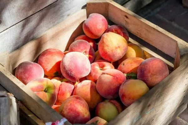 Peach Fruit Peach Fruit