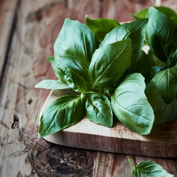 Basil Seeds