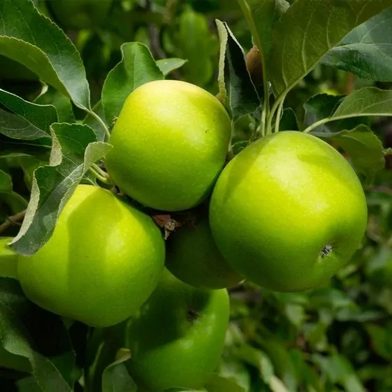 6 Amazing Health Benefits of Apple Juice 3 Granny smith