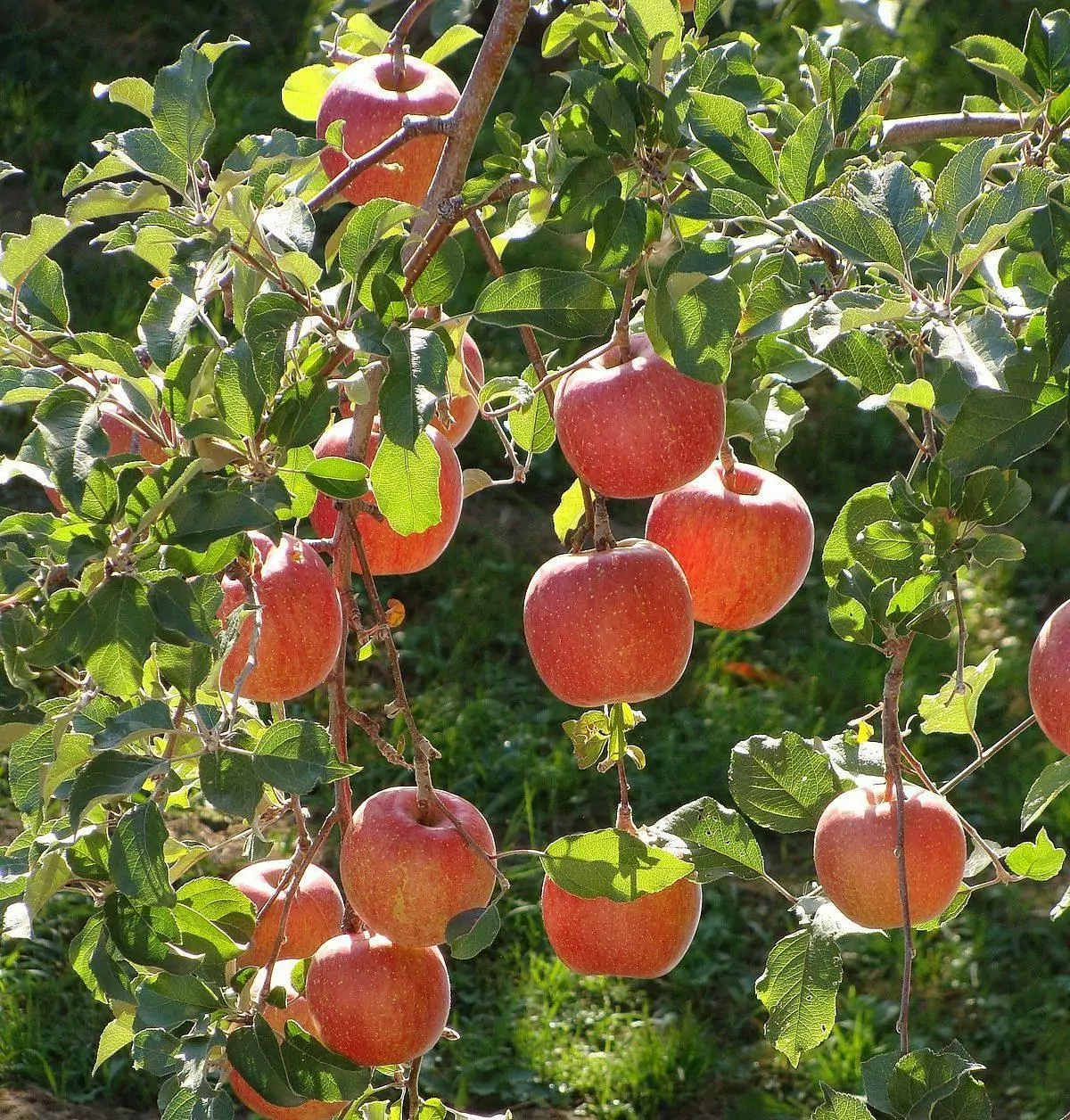 6 Amazing Health Benefits of Apple Juice 5 Fuji Apple