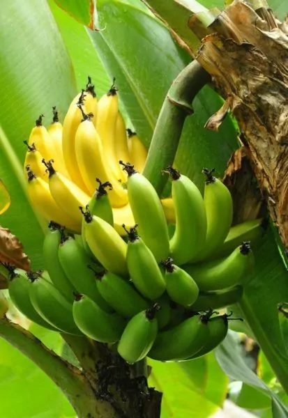 The Origin of Banana