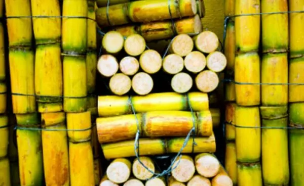 How to Make Sugarcane Juice How to Make Sugarcane Juice