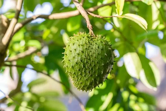 Soursop Fruit
