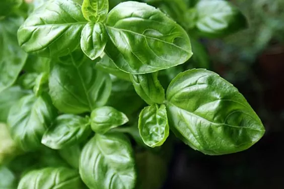 Basil