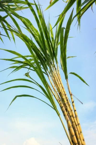 Sugarcane Sugarcane
