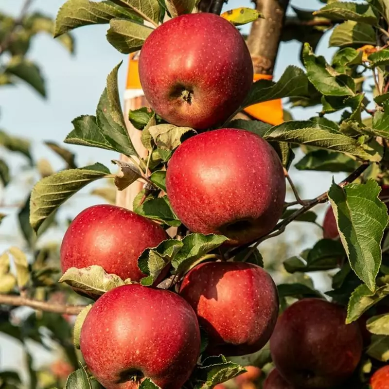 6 Amazing Health Benefits of Apple Juice 4 Honeycrisp
